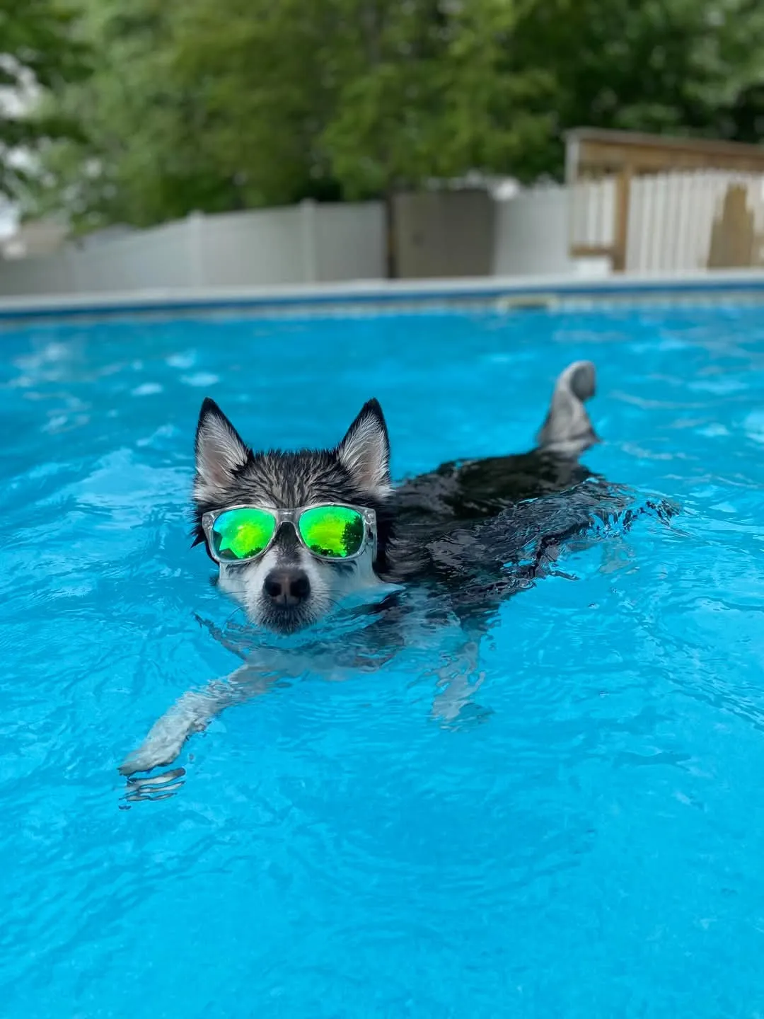 inground pool build in Champaign County with perimeter hardscape